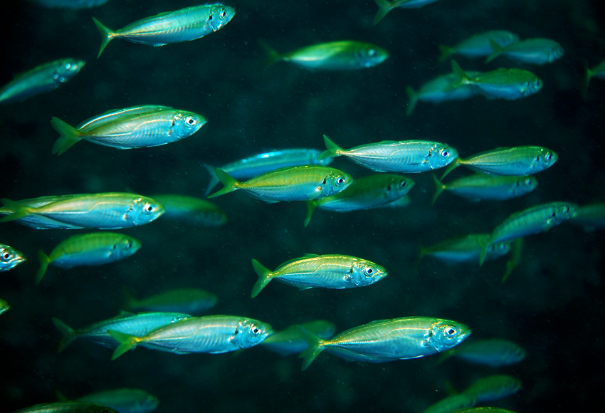 Trachurus japonicus (Temminck & Schlegel, 1844)